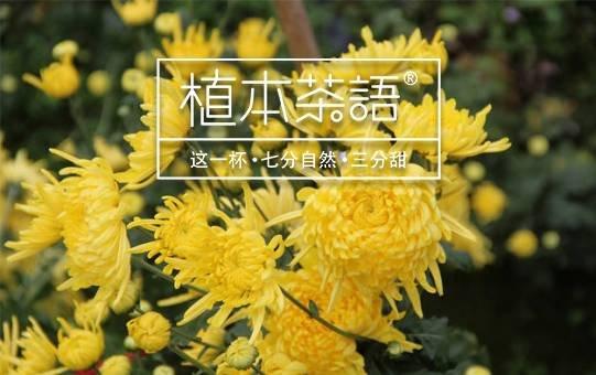 菊花茶的功效与作用 菊花茶禁忌有哪些