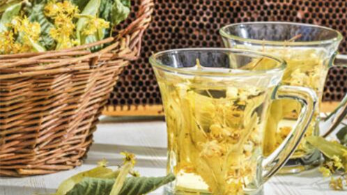 杭白菊的功效与作用 杭白菊的禁忌有哪些