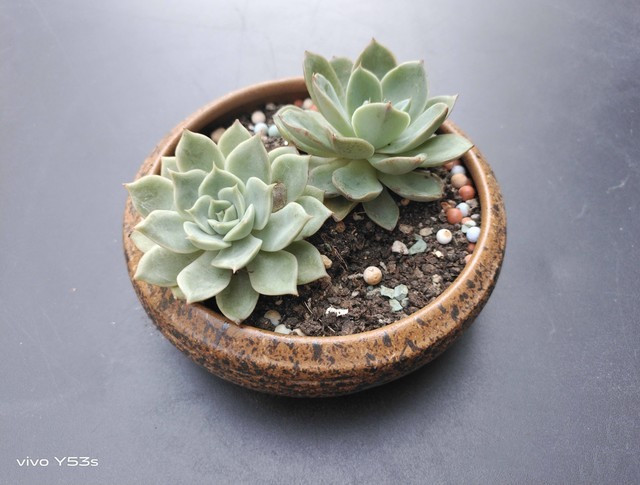 vivoy53s手机怎么样好不好 vivoy53s处理器评测