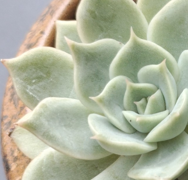 vivoy53s手机怎么样好不好 vivoy53s处理器评测