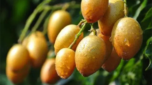 黄皮果的功效与作用及食用方法 黄皮果的功效与作用上火还是降火