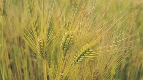 高血糖主食吃什么最好 高血糖主食吃什么好能帮降血糖