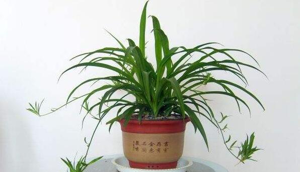 家里吸烟放什么植物 什么植物吸烟味最好(六种)