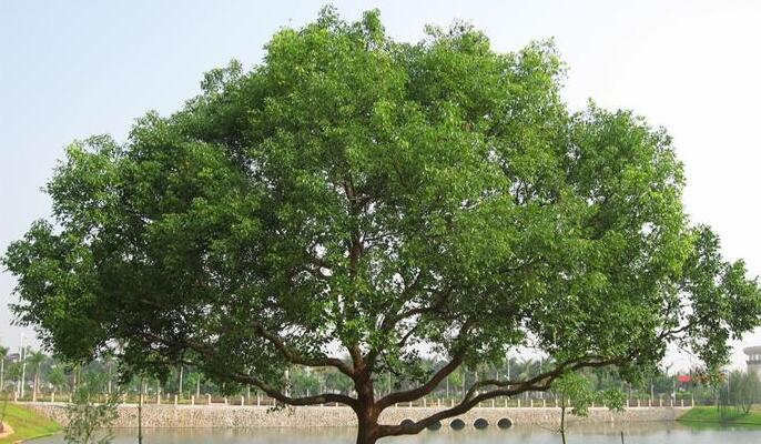 吸烟的树叫啥名字 吸烟树的图片