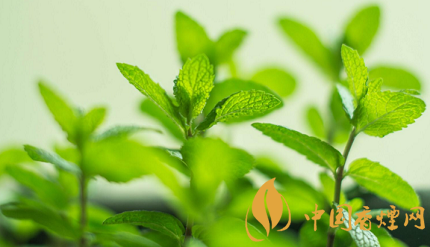 担心二手烟的危害 家里快养这几种植物！