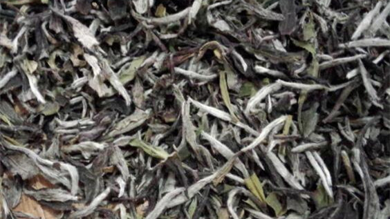 福鼎大白茶和福鼎白茶一样吗 福鼎大白茶和小白茶的区别