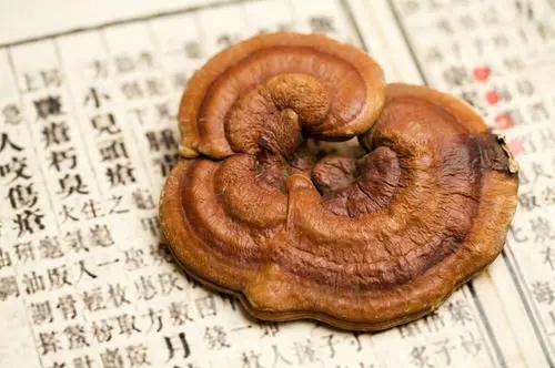 灵芝的功效与作用适合哪些人