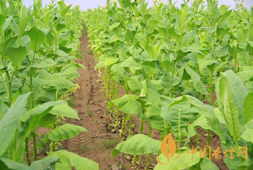 2020烟草发展趋势 烟草行业发展前景怎么样