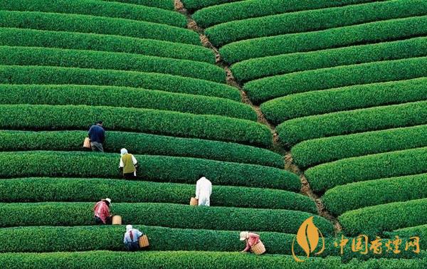 十大名茶分别是什么茶 十大名茶的排名和产地