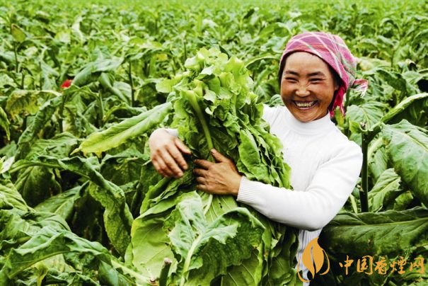 烟叶税是什么，烟叶税如何计算