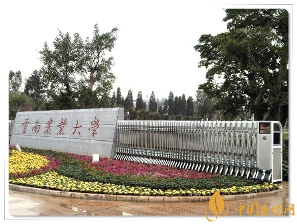 烟草专业大学排名,烟草专业就业前景好