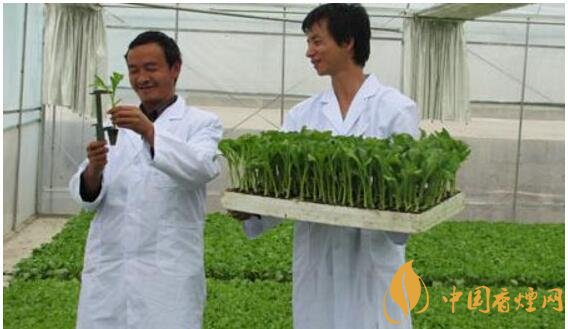 烟草专业大学排名,烟草专业就业前景好