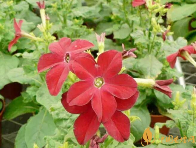 烟草花花语是什么,烟草花什么时候开花