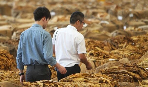 做烟的植物叫什么植物 烟草能自己种植吗(能)
