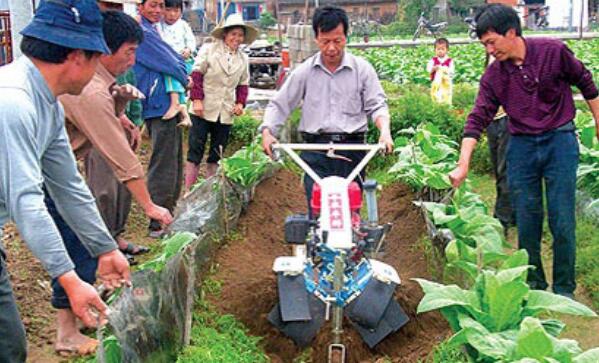 烟草种植有多大利润 最新烟草种植技术