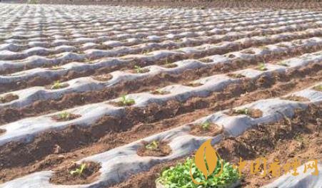 湖南长沙烟区全面完成808万亩烤烟大田移栽培育！