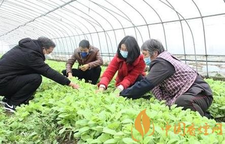 四川宜宾496万亩烤烟移栽拉开序幕 稳定优质烟区产能！